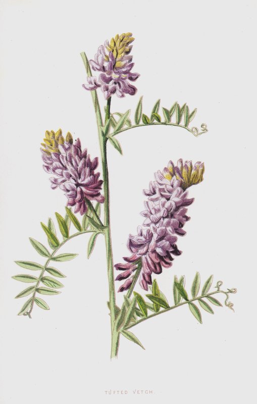 Veza tupida de Frederick Edward Hulme