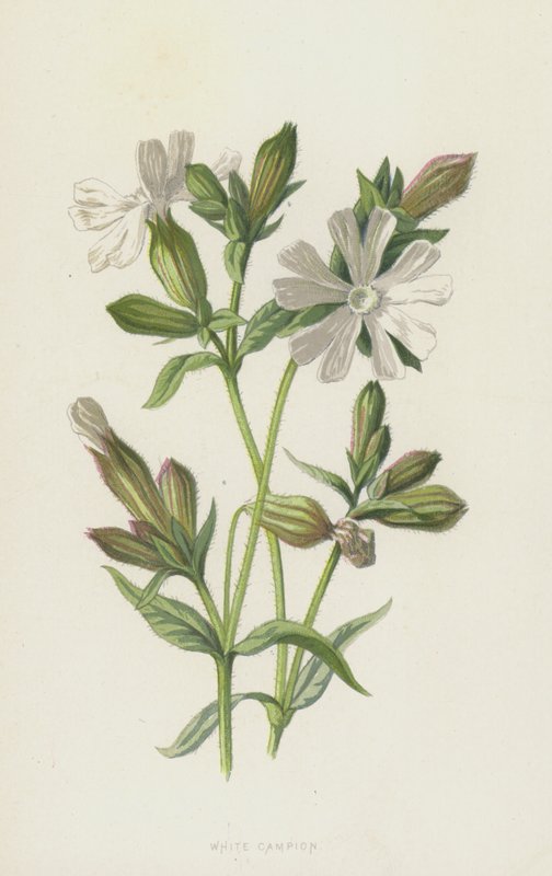 Campion blanco de Frederick Edward Hulme