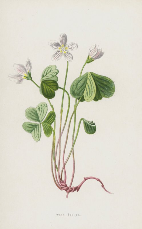 Acederilla de Frederick Edward Hulme