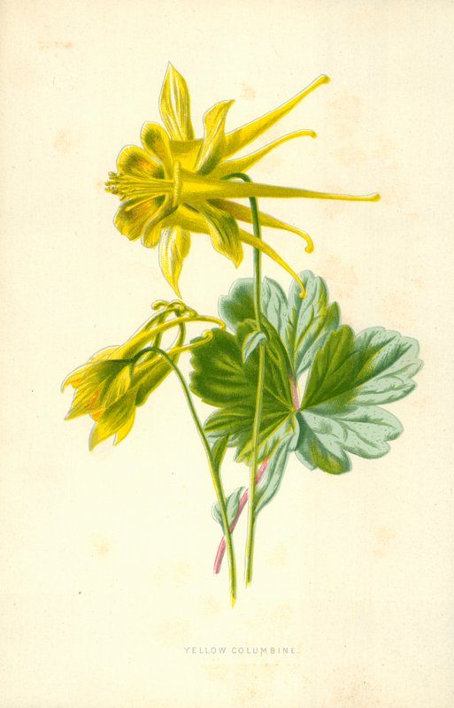 Columbina amarilla de Frederick Edward Hulme
