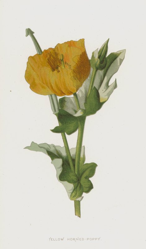 Amapola cornuda amarilla de Frederick Edward Hulme