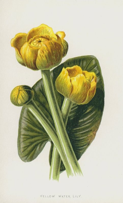 Nenúfar Amarillo de Frederick Edward Hulme