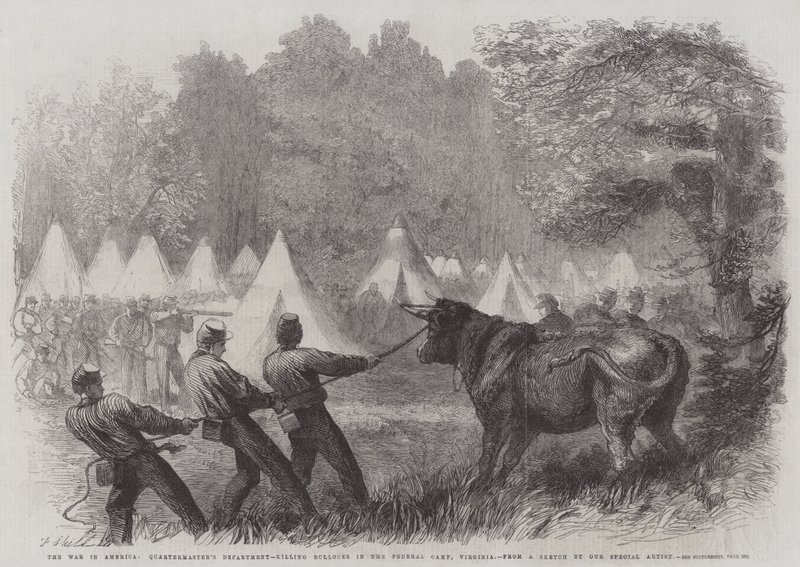 La guerra en América, Departamento de Intendencia, matando bueyes en el campamento federal, Virginia de Frederick John Skill