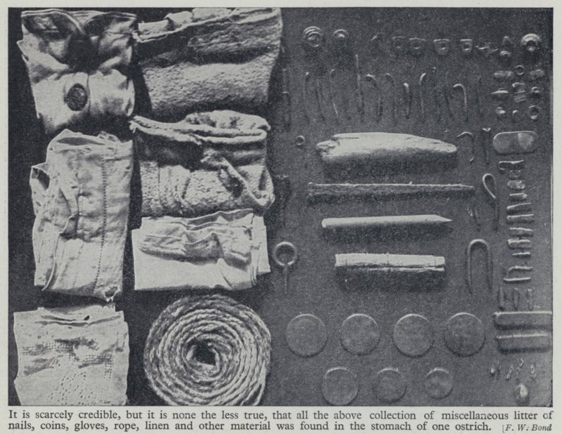 Objetos encontrados en el estómago de un avestruz de Frederick William Bond