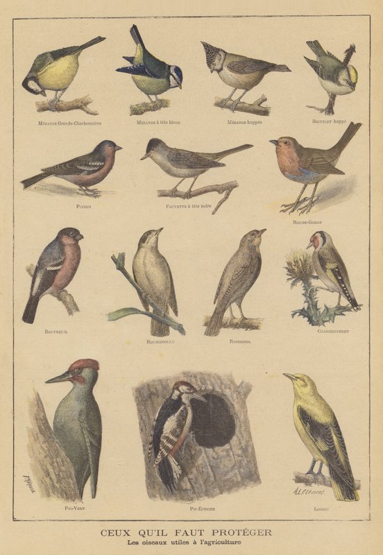 Aves beneficiosas para la agricultura de French School