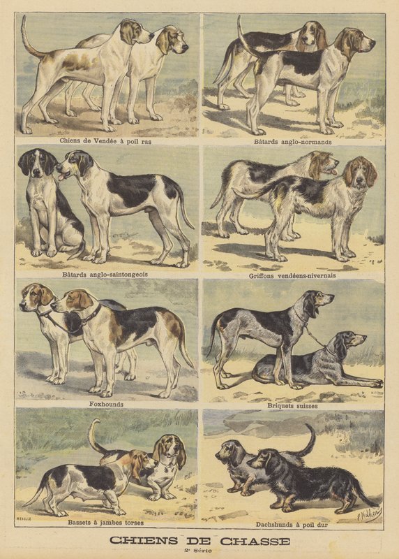 Perros de caza de French School