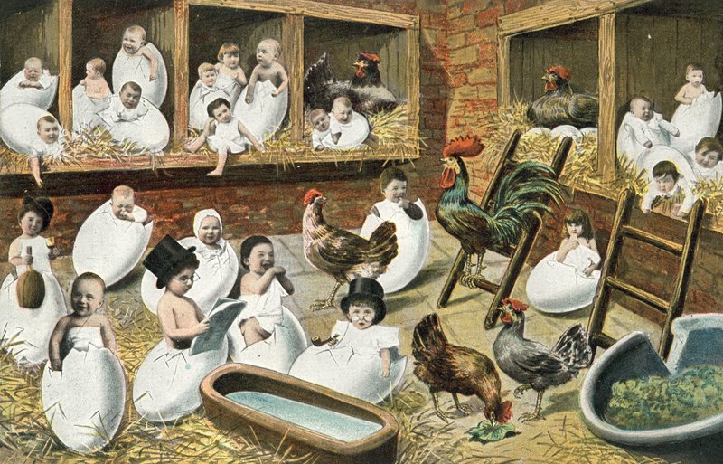 Bebés saliendo de huevos en un gallinero de French Photographer