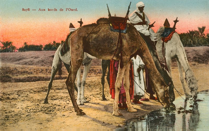 Camellos bebiendo en el borde del río Oued, Argelia de French Photographer