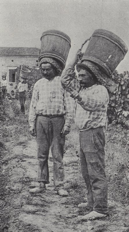 Vendimiadores trabajando de French Photographer