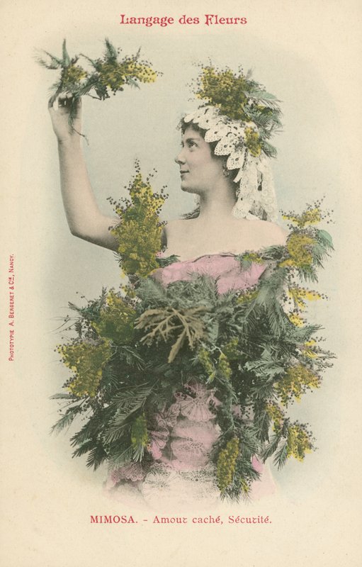 Lenguaje de las flores, mimosa (foto a color) de French Photographer