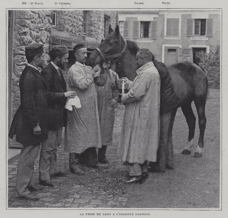 Tomando una muestra de sangre de un caballo en el Instituto Pasteur, París de French Photographer