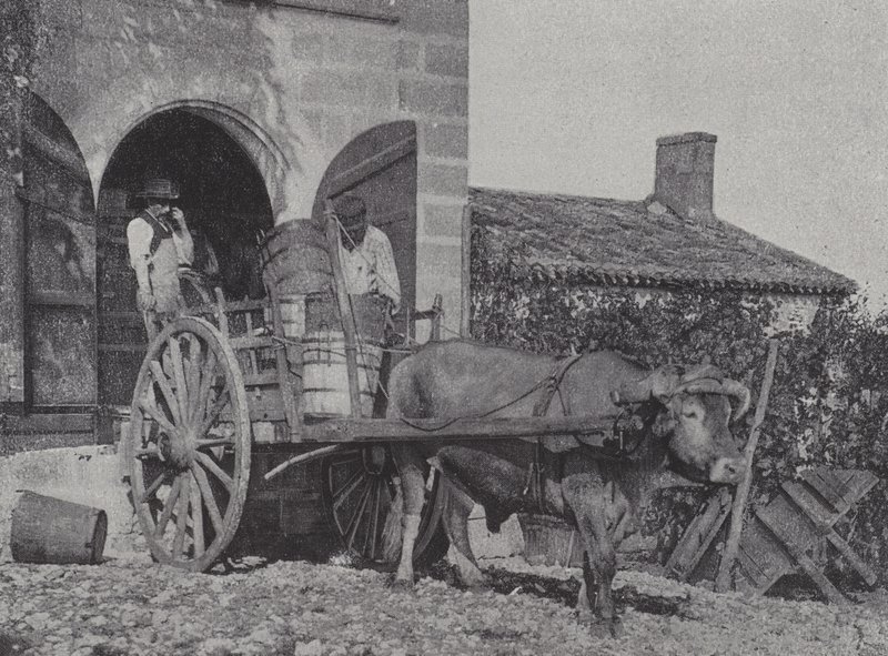 Transporte de uvas cosechadas en carro de bueyes de French Photographer
