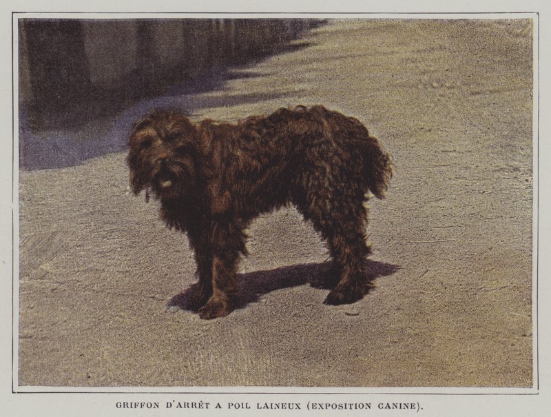 Grifón de muestra de pelo lanoso de French Photographer