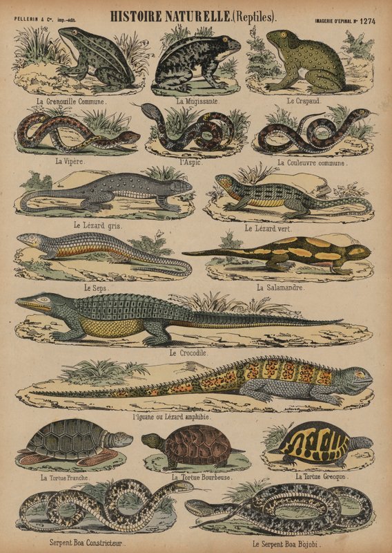 Anfibios y reptiles de French School