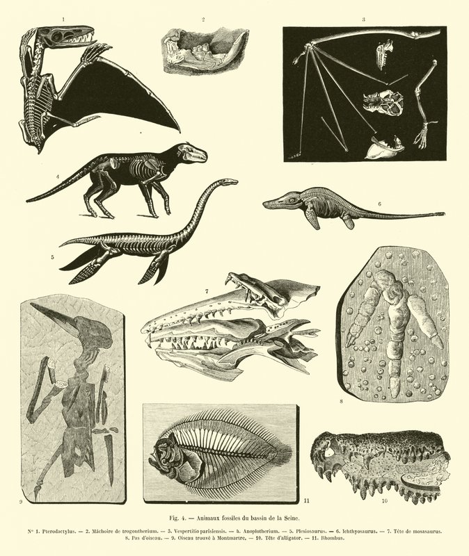 Animales fósiles de la cuenca del Sena de French School