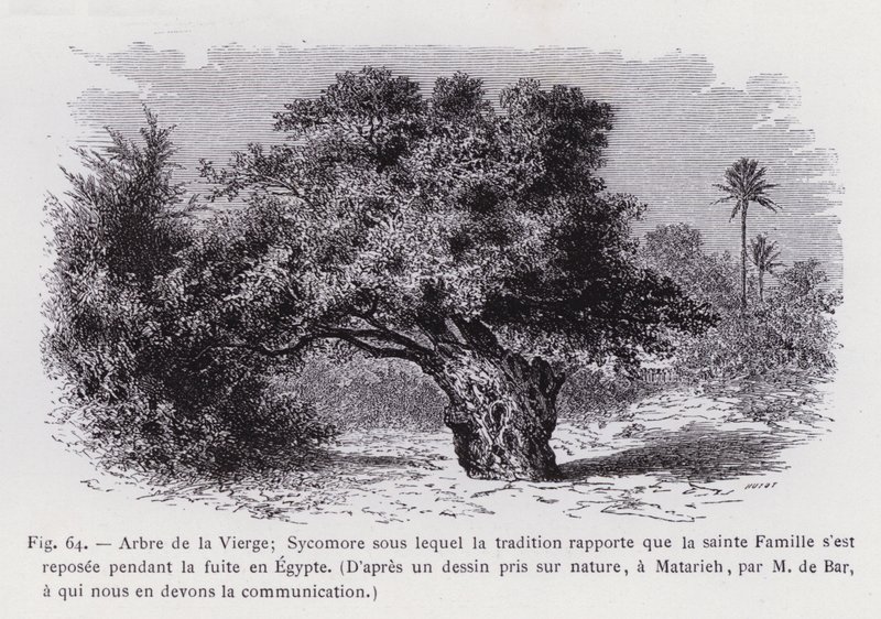 Árbol de la Virgen; Sicomoro bajo el cual la tradición dice que la Sagrada Familia descansó durante la huida a Egipto, Según un dibujo tomado del natural, en Matarieh, por M de Bar, a quien debemos la comunicación de French School