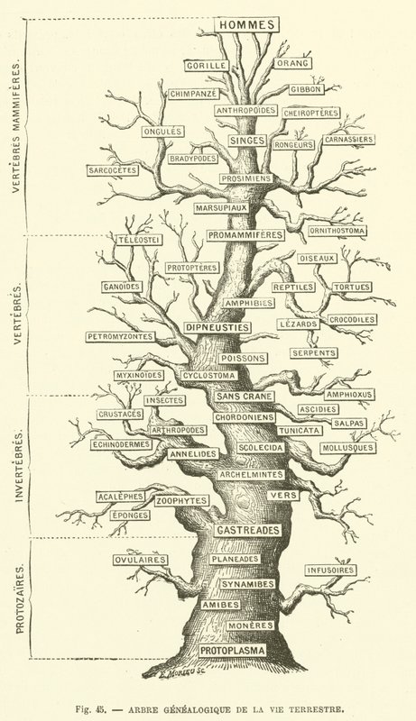 Árbol genealógico de la vida terrestre de French School