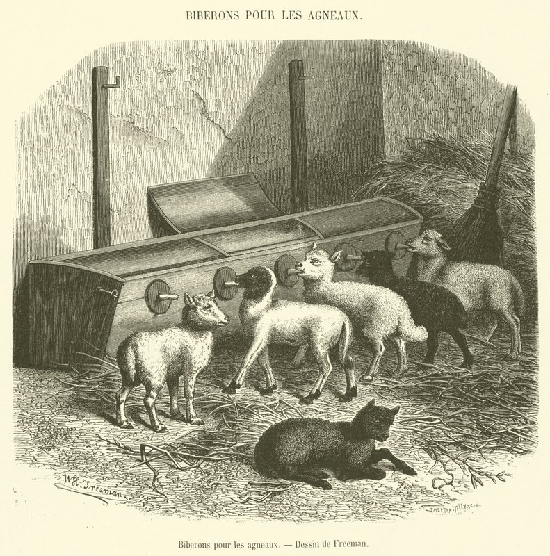 Biberones para los corderos de French School