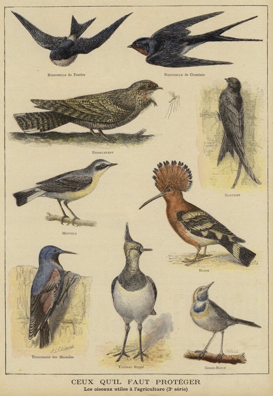 Aves que necesitan protección por su beneficio a la agricultura de French School