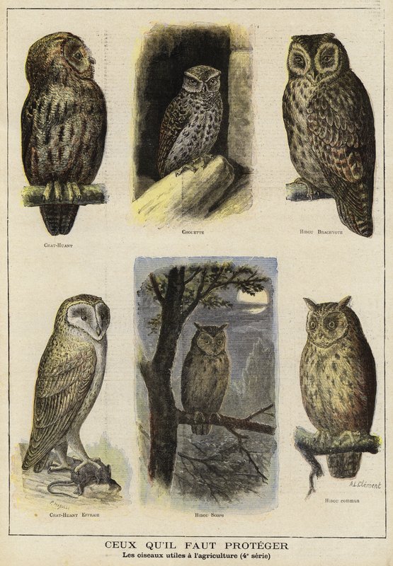 Aves que necesitan protección por su beneficio a la agricultura de French School
