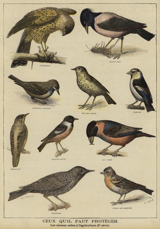 Aves que necesitan protección por su beneficio a la agricultura de French School