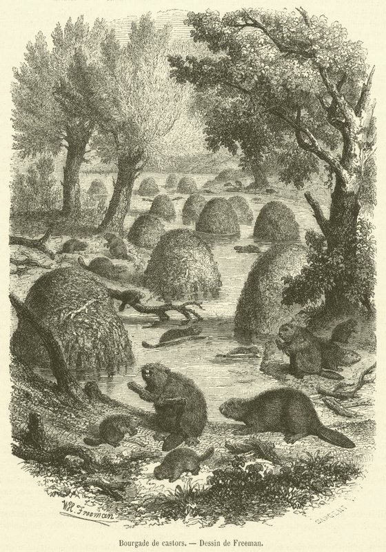 Aldea de castores de French School