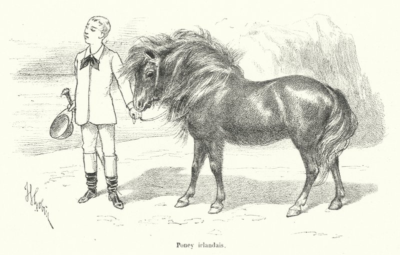 Niño con un pony irlandés de French School