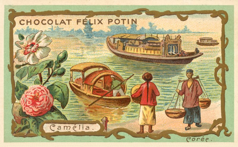 Camelia, Corea (cromolitografía) de French School