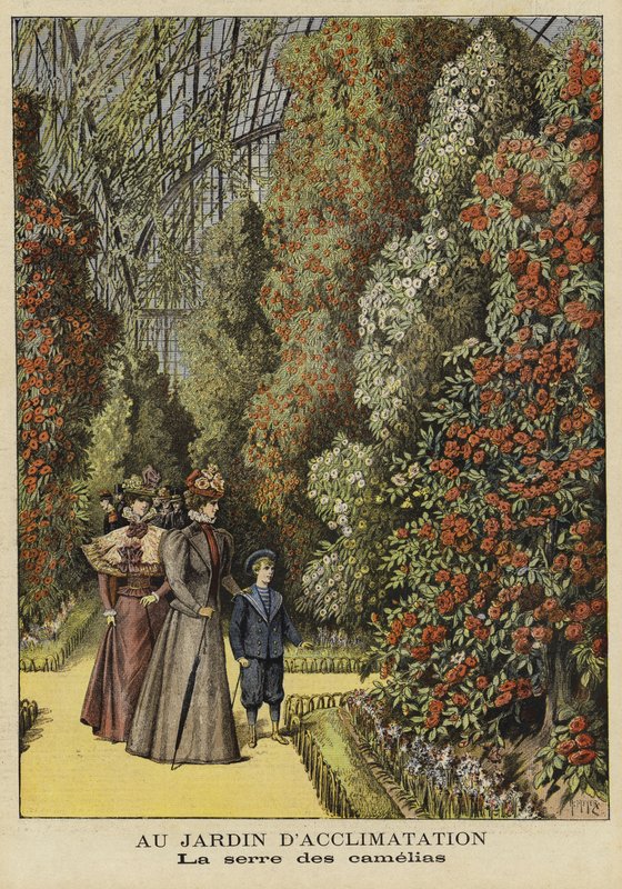 Invernadero de camelias en un jardín botánico de French School
