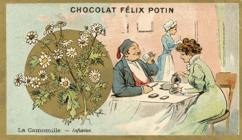 Manzanilla - té de French School
