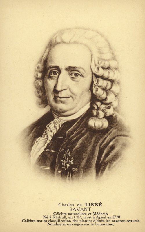 Carl Linnaeus (1707-1778), botánico y zoólogo sueco (lito) de French School