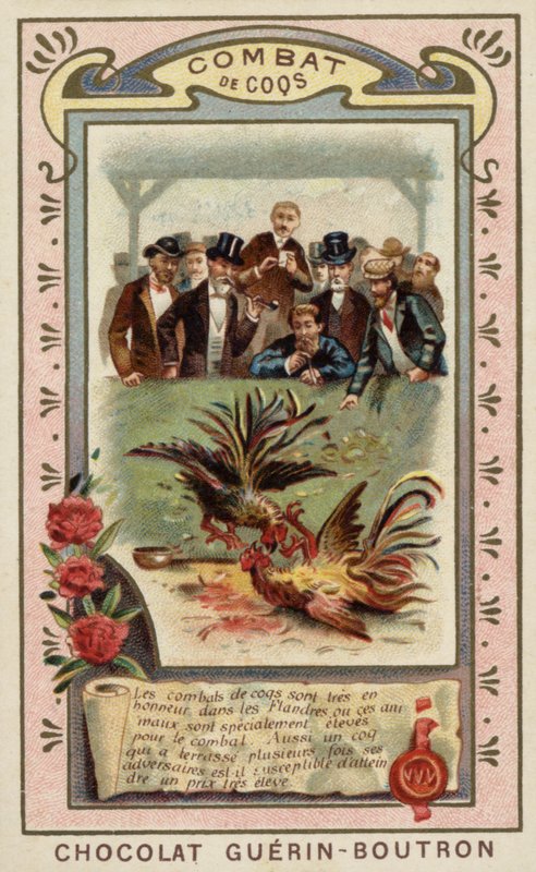 Pelea de gallos de French School