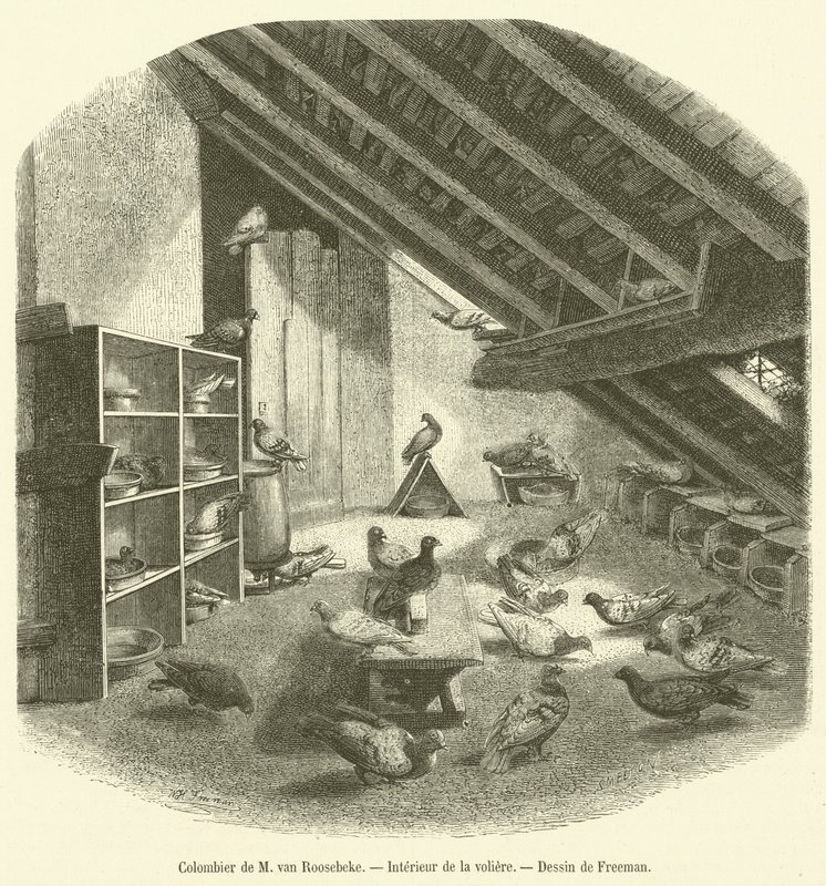 Palomar de M van Roosebeke, Interior de la pajarera de French School