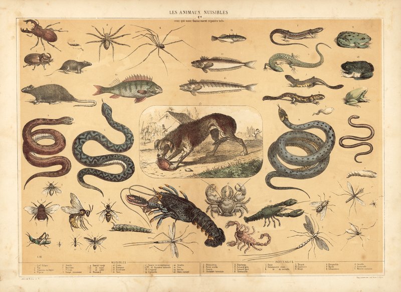 Animales peligrosos (litografía en color) de French School