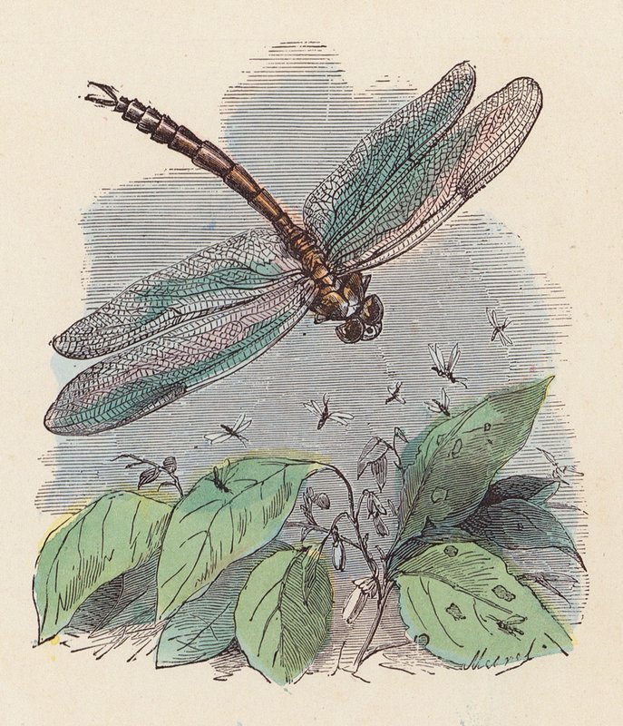 Libélula (grabado en color) de French School