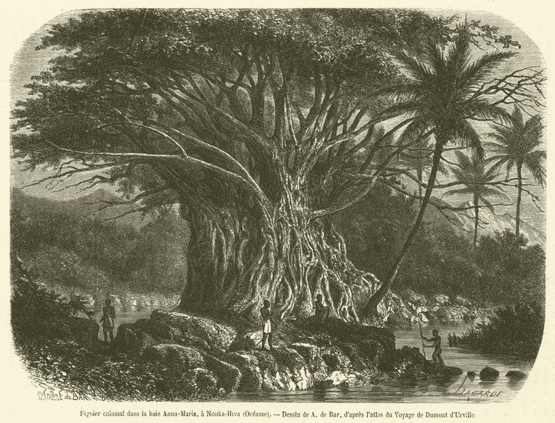 Figuier colossal en la bahía Anna-Maria, en Nouka-Hiva, Oceanía de French School