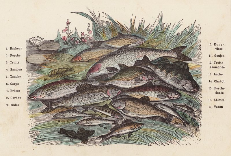Pescado (grabado en color) de French School