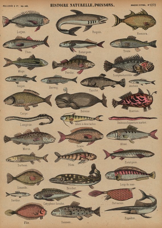 Peces de French School