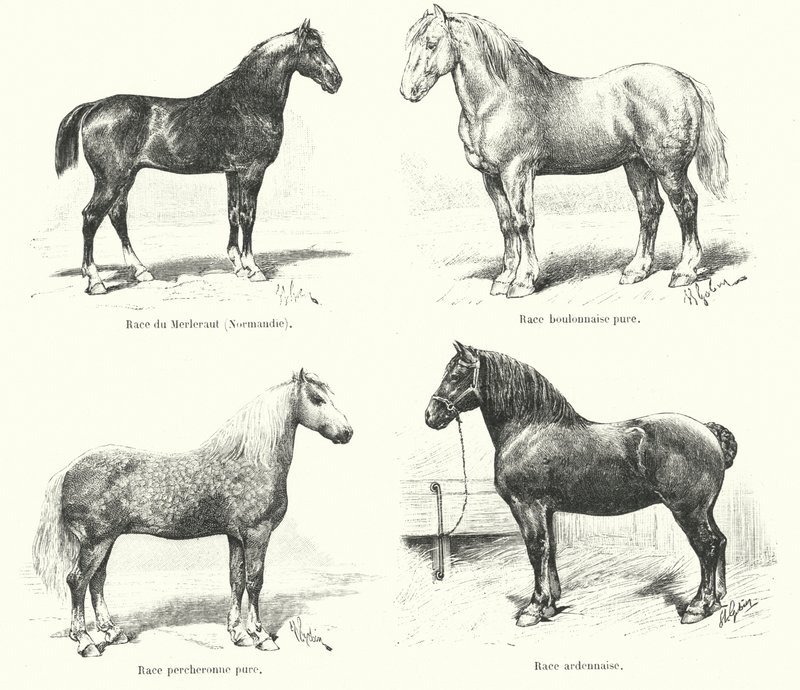 Cuatro razas equinas francesas: Merlerault, Boulonnaise, Percheronne, Ardennaise (grabado) de French School