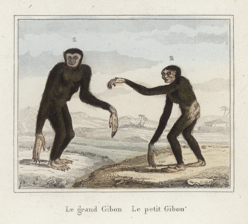 Gibones de French School