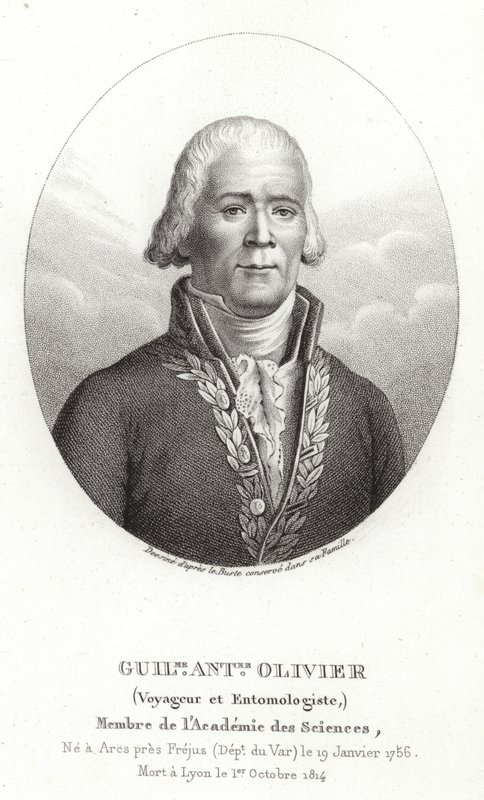 Guillaume Antoine Olivier de French School