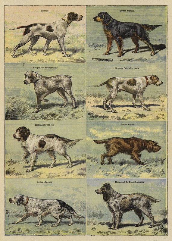 Perros de caza de French School