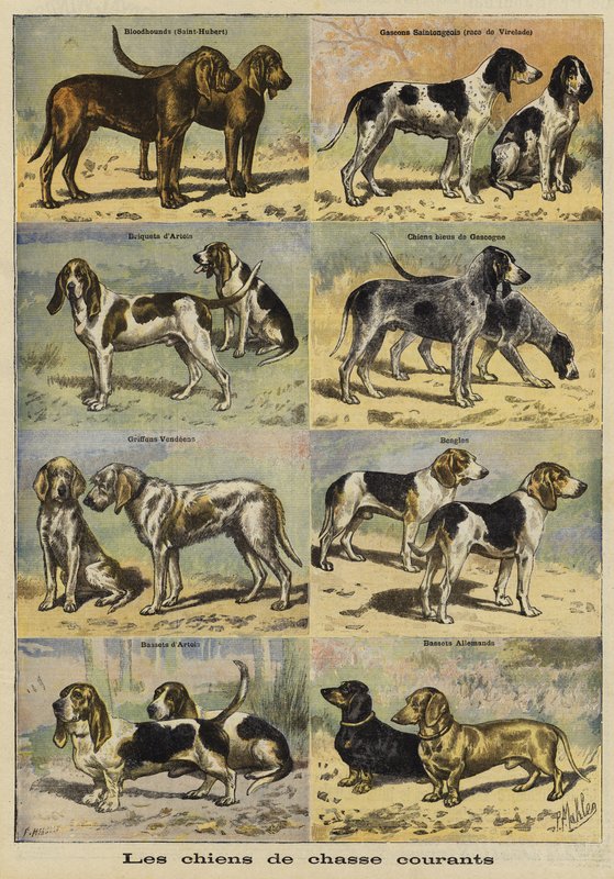 Perros de caza de French School
