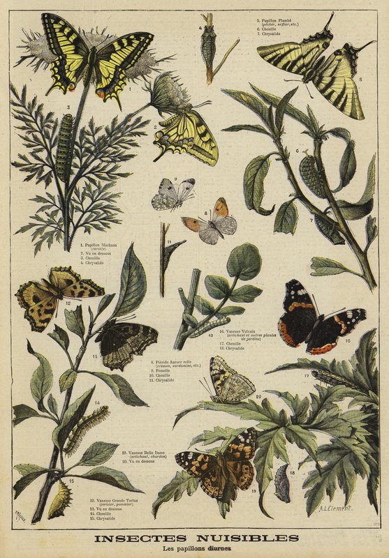 Mariposas dañinas de French School