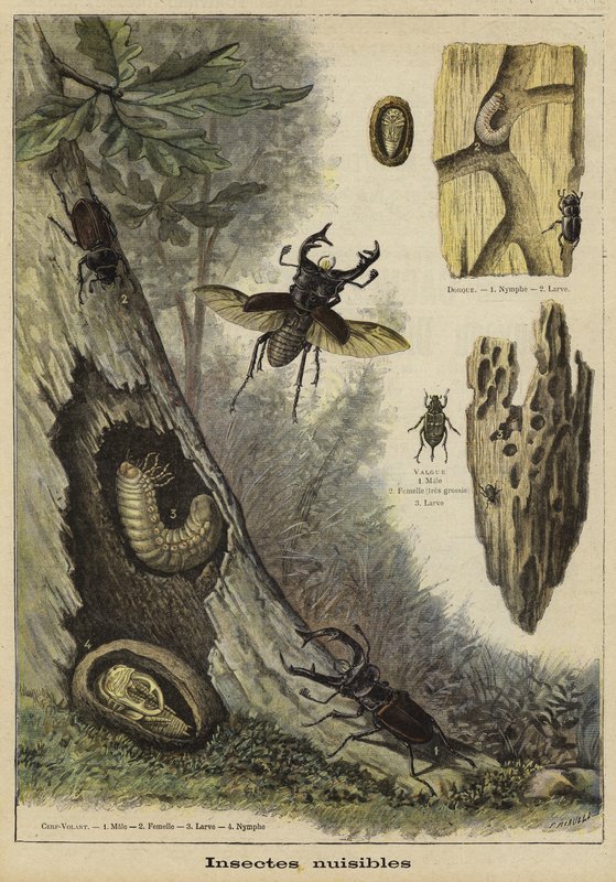 Insectos dañinos de French School