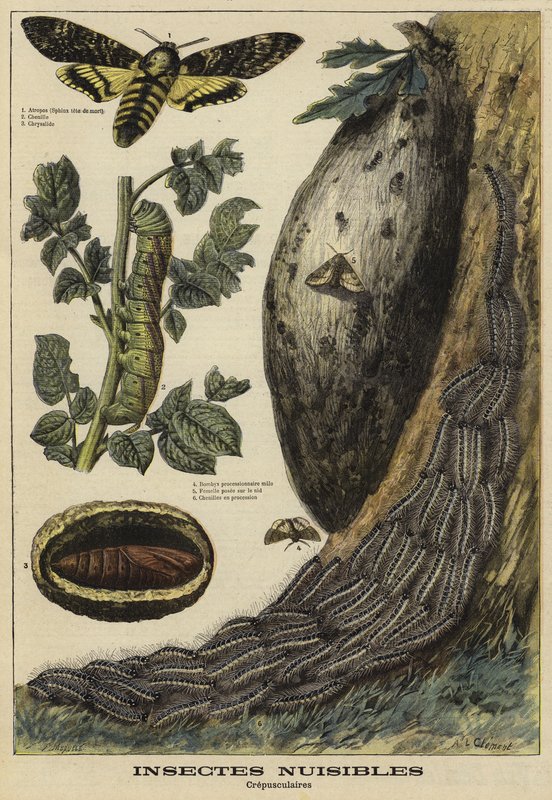 Insectos dañinos: Esfinge de la calavera de French School