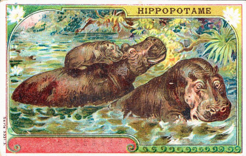 Familia de hipopótamos de French School