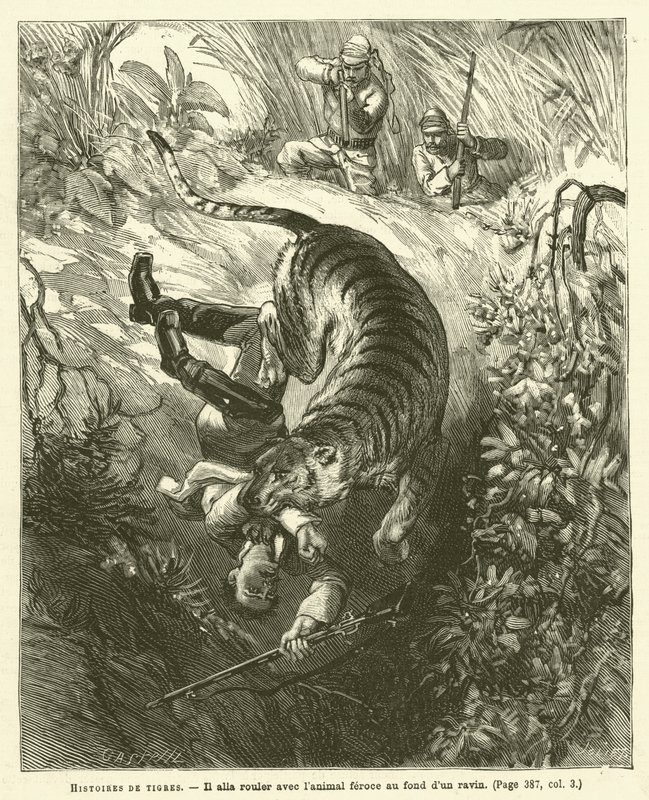 Historias de Tigres de French School