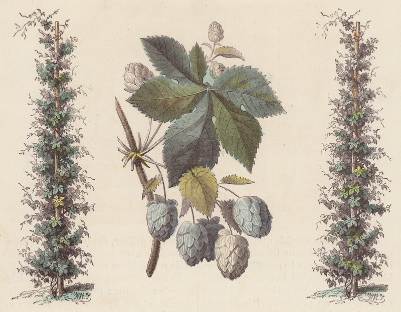 Lúpulo para la elaboración de cerveza (grabado en color) de French School