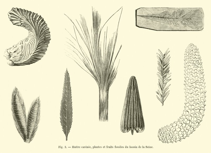 Ostra acanalada, plantas y frutos fósiles de la cuenca del Sena de French School